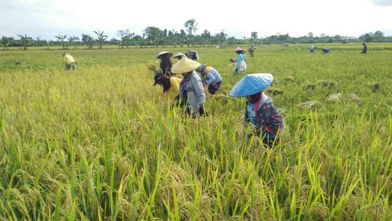 Produksi Beras Lokal Kaltara Naik 4,7 Ribu Ton